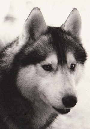 MISHA OF KORTAR, M, Born 16 Oct 1973, EVA987, Gray/White. Misha's Dam was KARINA   (F) 18 Jan 1971 CAG881 Gray/Black/White