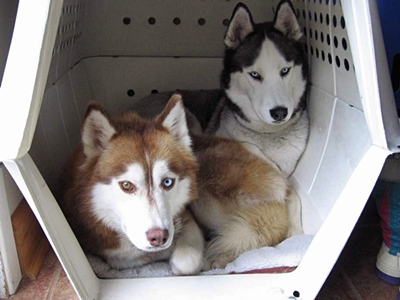 Diva and Kayko share a crate at home.