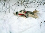 Chinook's Snow Bath