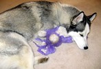 Kayko and his famous Purple Rabbit!