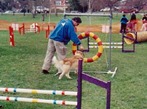 Mike doing agility with Bam Bam