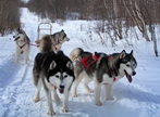 Diesel and Chinook are in lead Aspen and Little Bear are at wheel.