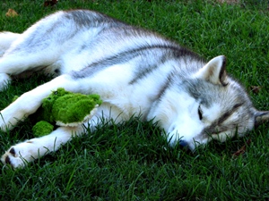 Even while sleeping, Achilles is guarding his alligator so Pheonix won't steal it. (click to enlarge)