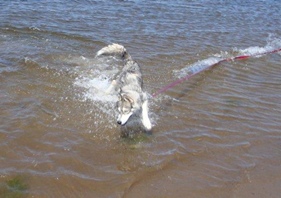 Bella swimming at Shediac (click to enlarge)