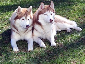 Meeka & Moka