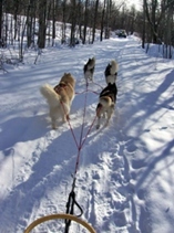 Frostbite, Echo, Kaptain and Glacier - On the Trail