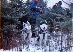 Getting the Christmas Tree