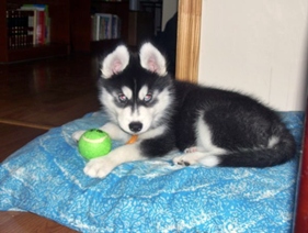 Jake and his ball.