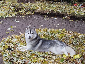 Helping With Leaf Raking