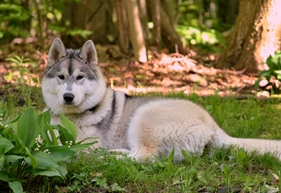 Karsh at 6 months (click to enlarge)