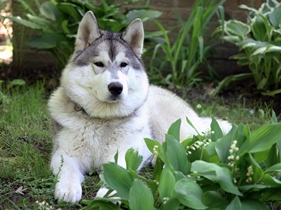 Karsh at 6 months (click to enlarge)