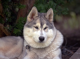 Karsh at 6 months (click to enlarge)