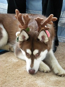 Kodiak at Christmas. (Not his real horns!) Click to enlarge.