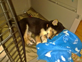 Koshi Sleeping (Click for More)