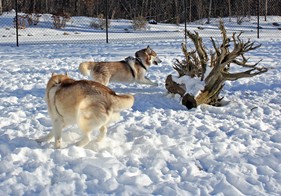 Meeka and Moka (click to enlarge)