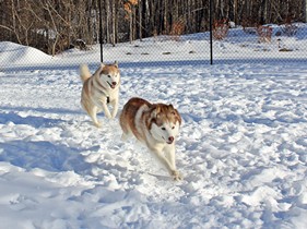 Meeka and Moka (click to enlarge)