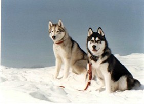 Samson and Nikita at the Cottage