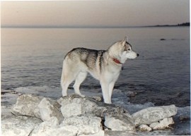 Samson at the Cottage