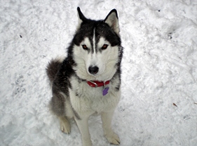 Shadow on his third birthday!