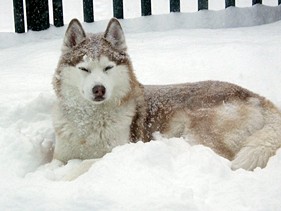 Snowdog