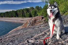 Suka at Lake Superior Provincial Park (click to enlarge)