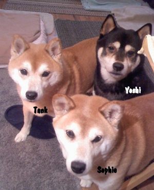 Tank and Sophie are 13 yrs old, Yoshi is 10 - click to enlarge