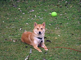 Yoshi On His First Birthday