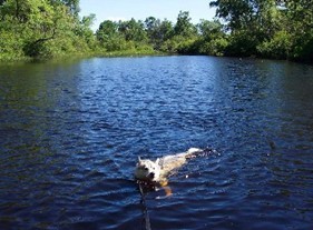 Ki Swimming Ashore